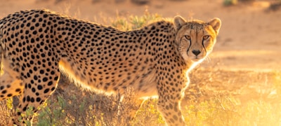 篮球比赛技术统计表，包含得分篮板助攻等数据